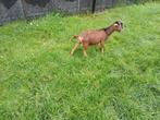 Dwergbokje, Dieren en Toebehoren, Schapen, Geiten en Varkens, Geit