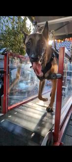 Firepaw Honden Loopband. Zo goed als nieuw! Nieuwprijs €1700, Ophalen, Zo goed als nieuw