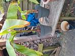 grote stekke bananenplant, Tuin en Terras, Planten | Tuinplanten, Ophalen, Overige soorten, Volle zon