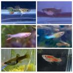 Endler guppen mix partij 25 stuks aquarium vissen
