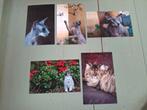 Ansichtkaarten katten, Verzenden, 1980 tot heden, Ongelopen, Hond of Kat