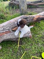 Geweldig leuk kleinblijvend puppy, Dieren en Toebehoren, Poedel, Reu, 8 tot 15 weken, CDV (hondenziekte)