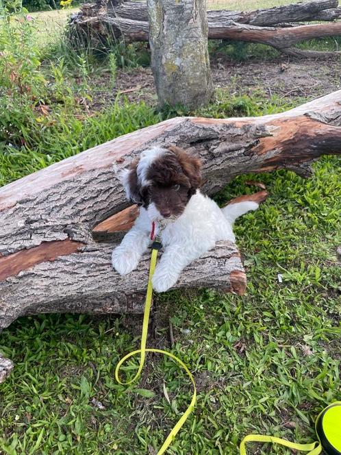 Geweldig leuk kleinblijvend puppy, Dieren en Toebehoren, Honden | Chihuahua's en Gezelschapshonden, Reu, Poedel, Particulier, Eén hond