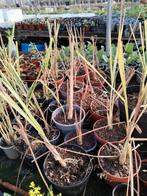 Citroengras planten 2,50 per plant., Ophalen of Verzenden, Zomer, Volle zon