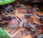 Dendrobates Auratus Pena Blanca kikkers, Dieren en Toebehoren, Reptielen en Amfibieën | Toebehoren, Ophalen, Terrarium of Paludarium