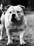 Dekking, Dieren en Toebehoren, Rabiës (hondsdolheid), Reu, Eén hond, 3 tot 5 jaar