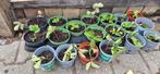 Aardbeistekjes, Ophalen, Voorjaar, Volle zon, Zaad