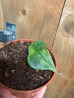 Alocasia melo green on green grey variegata plant gog, Huis en Inrichting, Kamerplanten, Ophalen of Verzenden, Halfschaduw, Minder dan 100 cm