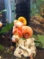 Mooie roze posthoornslak nuttige opruimers tropische slak, Dieren en Toebehoren, Slak of Weekdier, Zoetwatervis