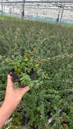 Cotoneaster Coral Beauty 9cm pot - vaste plant - SALE, Tuin en Terras, Ophalen of Verzenden, Overige soorten, Volle zon