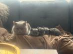 Mooie en leuke Britse Korthaar kittens, Dieren en Toebehoren, Katten en Kittens | Raskatten | Korthaar, Poes, Ontwormd, 0 tot 2 jaar