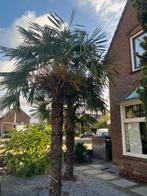 Palmen winterhard, Tuin en Terras, Halfschaduw, Ophalen of Verzenden, Zomer, Palmboom