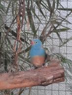 Ruilen: Blauwkop Blauwfazantje (man 2023), Dieren en Toebehoren, Vogels | Overige Vogels, Mannelijk, Tropenvogel, Geringd