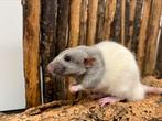 Jonge zeer tamme ratten ( mannen) update 24-4-24, Dieren en Toebehoren, Knaagdieren, Mannelijk, Tam, Rat