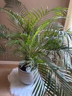 palmboom, Tuin en Terras, Planten | Bomen, Ophalen, Palmboom, 100 tot 250 cm