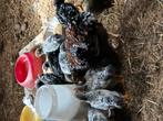 Wyandotte kriel kuikens, Dieren en Toebehoren, Meerdere dieren, Kip