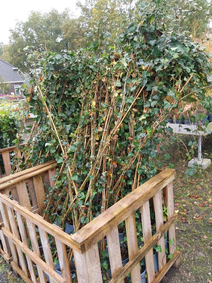 Hedera Klimop 150-175cm, Tuin en Terras, Planten | Tuinplanten, Klimplanten, Halfschaduw, Ophalen
