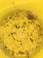 Mini Japonica Garnalen / amano garnalen, Kreeft, Krab of Garnaal