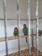 Verkoop en inkoop van verschillende soorten vogels, Meerdere dieren, Parkiet