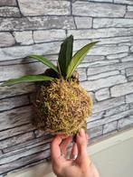 Hoya op kurk, Ophalen of Verzenden, Minder dan 100 cm