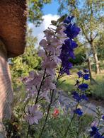 Consolida ridderspoor zaden uit biologische tuin, Ophalen of Verzenden, Volle zon