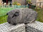 Cavia beer Chinchilla Gladhaar zoekt een huis, Dieren en Toebehoren, Knaagdieren, Cavia, Mannelijk, November, Tam