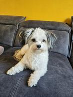 Dekreu Maltezer x Yorkshire Terriër, Dieren en Toebehoren, Reu, 1 tot 2 jaar, Eén hond, Nederland