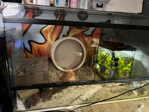 Hamster kooi zonder toebehoren, Dieren en Toebehoren, Reptielen en Amfibieën | Toebehoren, Gebruikt, Terrarium of Paludarium, Ophalen