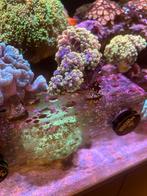 euphyllia paraancora yellow/gold stekjes, Dieren en Toebehoren, Vissen | Aquariumvissen, Overige typen, Zoutwatervis