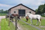rusthuis, stalling, paard met pensioen, paard op rust, Weidegang, 4 paarden of pony's of meer