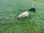 Ouessant ram, Dieren en Toebehoren, Schapen, Geiten en Varkens, Mannelijk, Schaap, 0 tot 2 jaar
