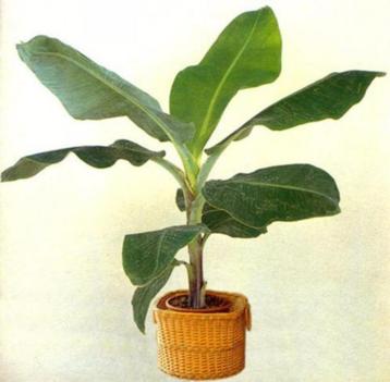 10 x Musa acuminata subsp. acuminata banaan zaden beschikbaar voor biedingen