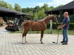 Driejarige Welsh ruin, Dieren en Toebehoren, Pony's, Ruin, Springpony, 3 tot 6 jaar, C pony (1.27m tot 1.37m)