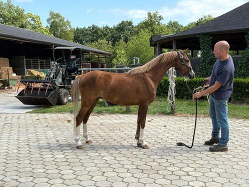 Driejarige Welsh ruin, Dieren en Toebehoren, Pony's, Ruin, Onbeleerd, C pony (1.27m tot 1.37m), Springpony, 3 tot 6 jaar, Met stamboom