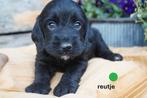 Sportieve kruising bocker x labradoodle pups., Nederland, Overige rassen, 8 tot 15 weken, CDV (hondenziekte)