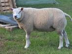 Zuivere Texelaar ram, Mannelijk, Schaap, 0 tot 2 jaar