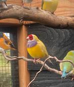 Koppel gele goulds, Dieren en Toebehoren, Vogels | Overige Vogels, Meerdere dieren