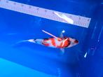 Showa ogata 40 cm nisai, Dieren en Toebehoren, Vissen | Vijvervissen, Karper of Koi