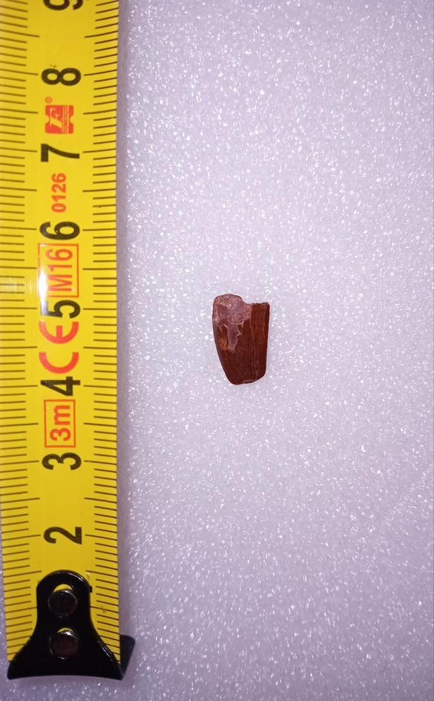 Abilisaurid tand, Verzamelen, Mineralen en Fossielen, Fossiel, Ophalen of Verzenden