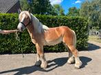 Prachtig belgisch trekpaard., Dieren en Toebehoren, Paarden, Hengst, 0 tot 2 jaar