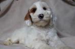 Australian MINI labradoodle reutje met stamboom, Dieren en Toebehoren, Honden | Retrievers, Spaniëls en Waterhonden, 8 tot 15 weken