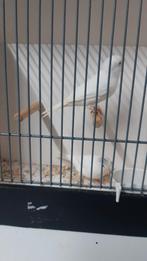 Witte kanaries., Dieren en Toebehoren, Meerdere dieren, Geringd
