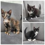 3 hele lieve, sociale, mooie en gezonde kittens, Meerdere dieren, Kortharig, 0 tot 2 jaar