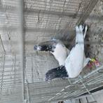 Hoogvliegers duiven, Dieren en Toebehoren, Meerdere dieren, Overige soorten