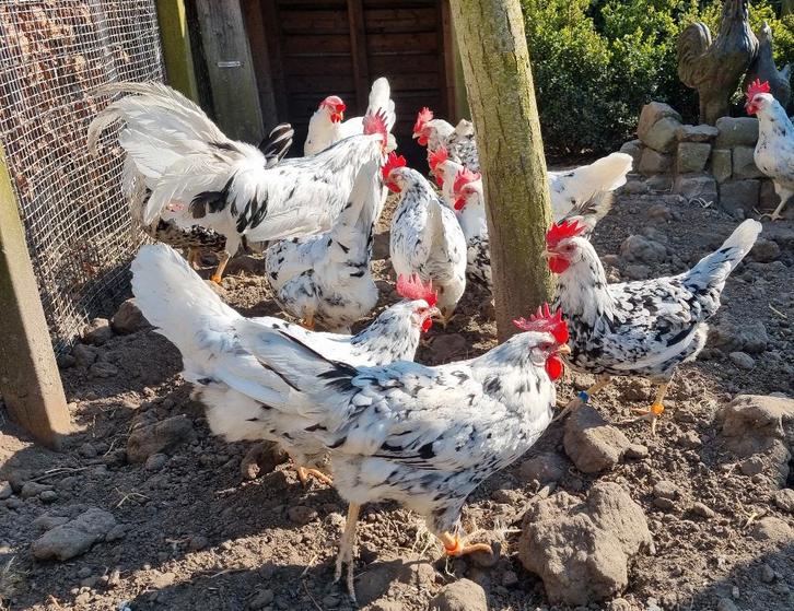 Bonte leghorn hennen, Dieren en Toebehoren, Pluimvee, Kip, Vrouwelijk