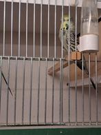 Engelse parkiet, Meerdere dieren, Parkiet, Geringd