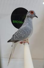 DIamantduif beschikbaar, Meerdere dieren, Tropenvogel