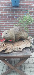 Beverrat preparaat, Verzamelen, Dierenverzamelingen, Ophalen of Verzenden, Zo goed als nieuw, Opgezet dier