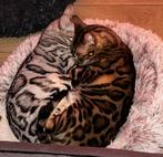 Bengaalse katers, Dieren en Toebehoren, Katten en Kittens | Raskatten | Korthaar, Kater