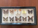 Opgezette vlinders in lijst, Verzamelen, Dierenverzamelingen, Opgezet dier, Ophalen, Insect